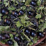 Черная смородина 10093